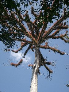 Un albero ceiba